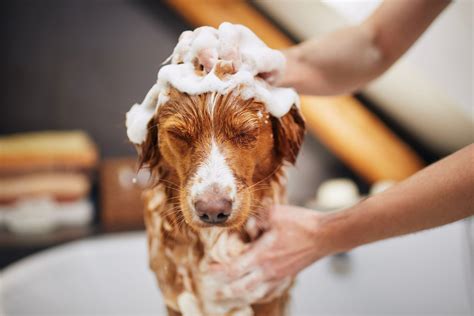 Will Dog Groomers Get Rid Of Fleas