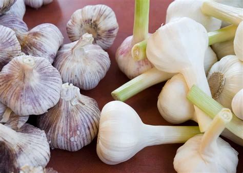 Types of garlic