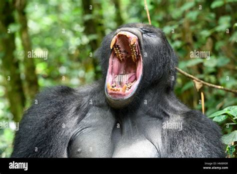 Silverback eastern lowland gorilla yawning (Gorilla beringei graueri ...