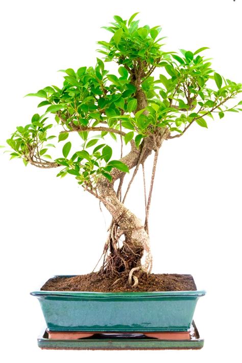 Spectacular Indoor Fig Bonsai For Sale UK - Perfect For Beginners!