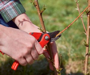 pomegranate tree care tips calendulas garden