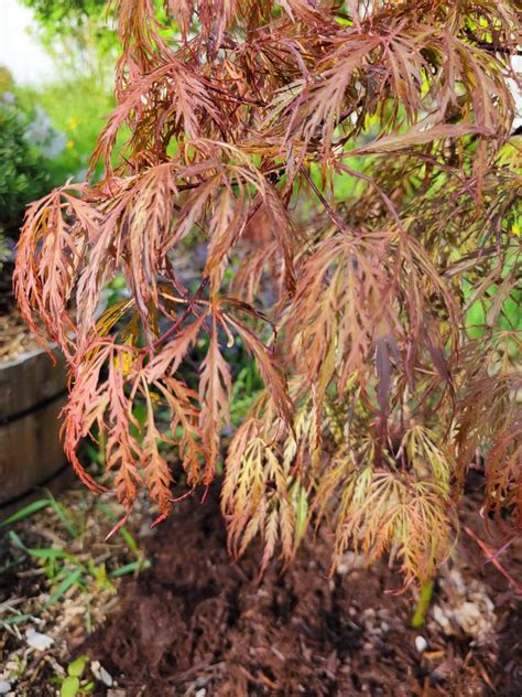 Japanese Maple laceleaf ID in the Japanese Maples forum - Garden.org