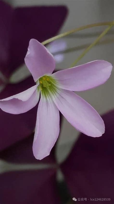 oxalis triangularis purpurea