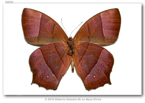 Taygetis r. rufomarginata (pinned specimens)
