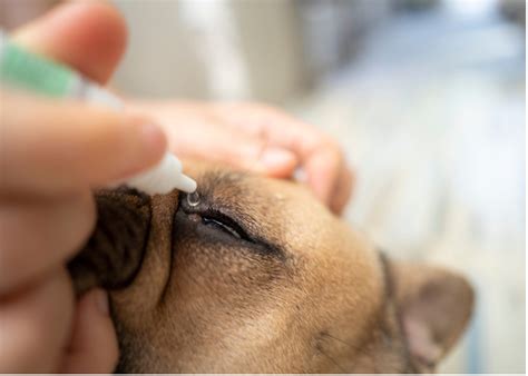 how to put ointment in a dog's eye