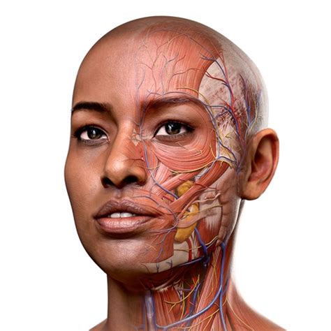 complete anatomy   dmedical  elsevier