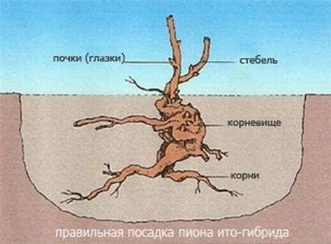 Пион Фестива Максима. Фото, описание, отзывы