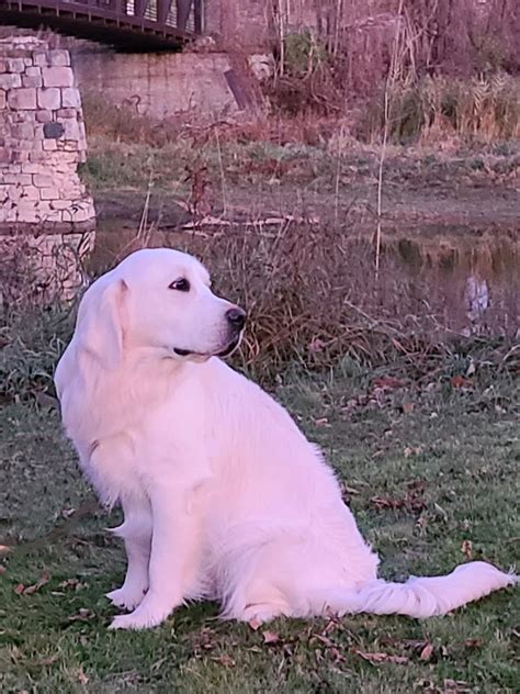 White Golden Retriever Studs & Dams | Elite White Goldens