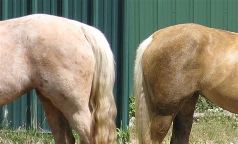 30 Interesting Palomino Horse Facts You Never Knew About