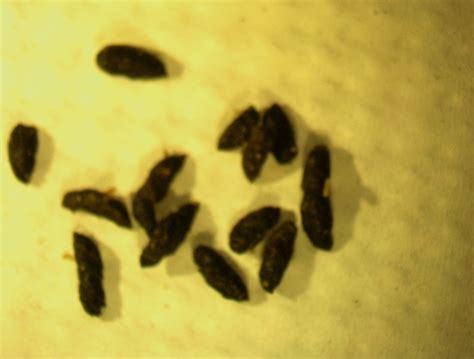 Mouse Droppings - What Does Mouse Poop Look Like?