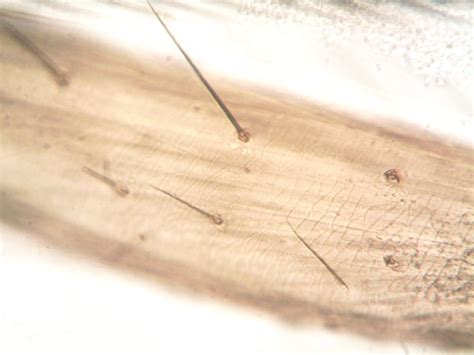 microscopic view   structure  stock photo