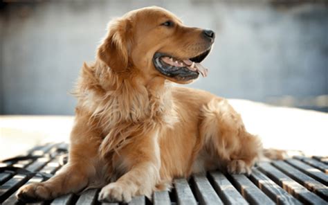 Ichthyosis (Golden Retriever type) | Laboratoire de génétique vétérinaire