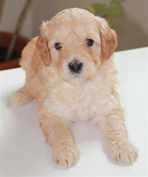 Amber Moon Goldendoodles