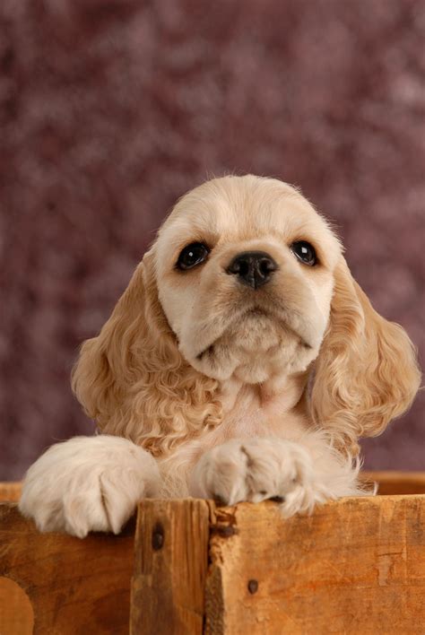 choose  wooden    dogs pet crates direct