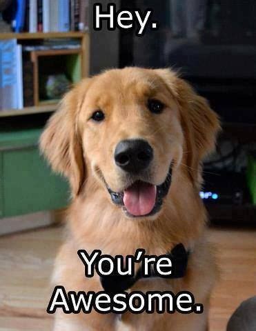 Youre Awesome Meme Dog