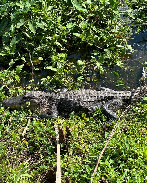 ALISSA SHAYE HALE | 2 is better than 1 #tilapia | Instagram