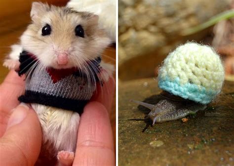 Photographers Capture Small Animals in Sweaters Gearing Up for Winter ...