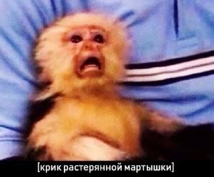 Создать комикс мем "фото удивленной обезьяны, no problem обезьяна ...