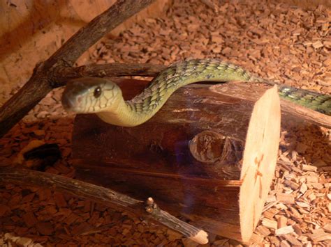 Definitive Guide To Western Green Mamba Facts, Habitat, Conservation
