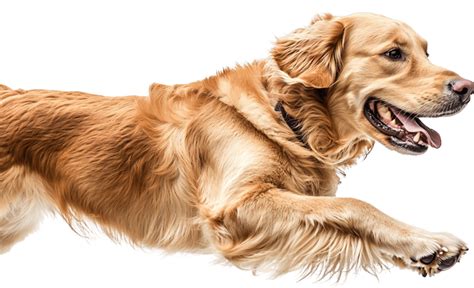 Pros and Cons of Spaying and Neutering: A Holistic Vet’s Perspective ...