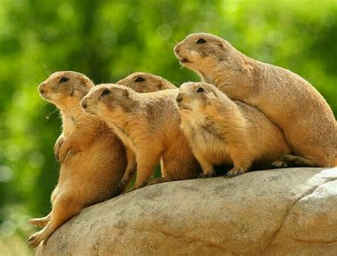 by Ekaterina on Prairie dog in 2024 | Prairie dog, Dog rocks ...