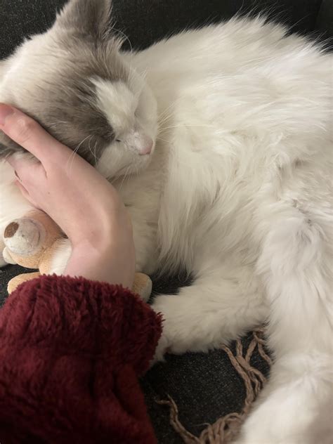 Ragdoll Kitty Galore!