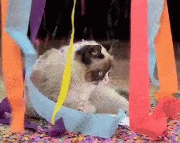 Cat Sad GIF - Cat Sad - Discover & Share GIFs