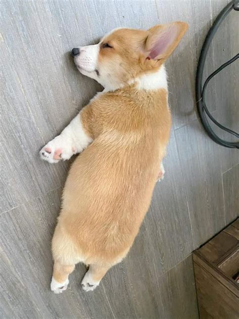 baby welsh corgi sleeping