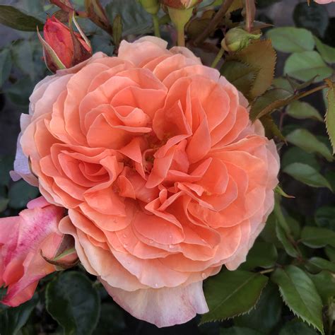 Gemma rose | Peach Floribunda rose | Style Roses