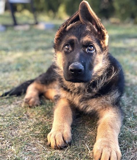 German Shepherd