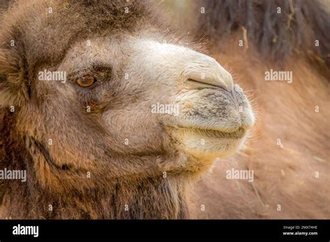 closeup side view portrait   camel stock photo alamy