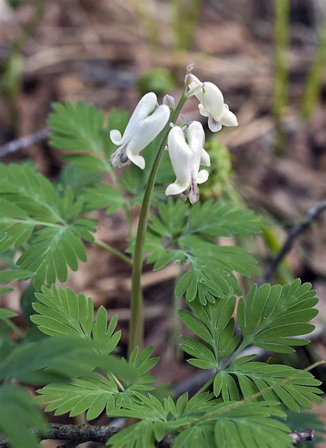 9 Plants That Look Like Lily of the Valley - ProGardenTips