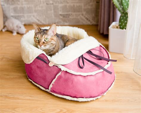 Appendix refugees barely cute cat in bed Maneuver course Precious