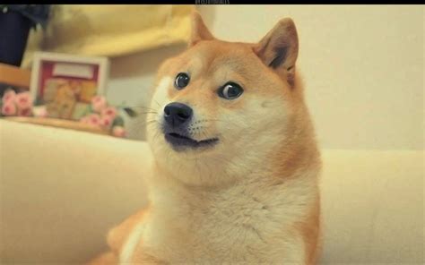 Much Wow. Doge Meme – The State Times