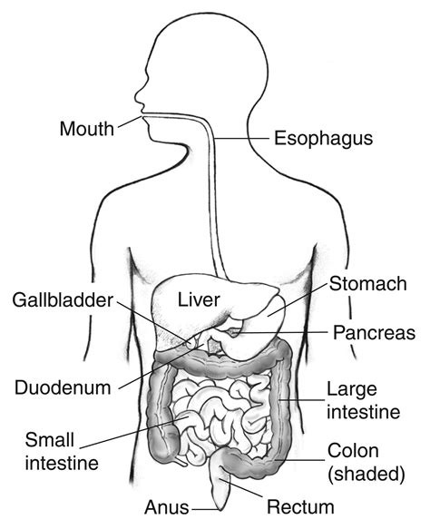 Human Digestive System Drawing at PaintingValley.com | Explore ...