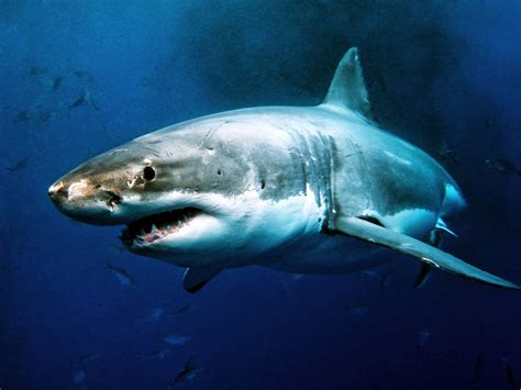Shark Attack Statistics to 2013 | Planet Deadly