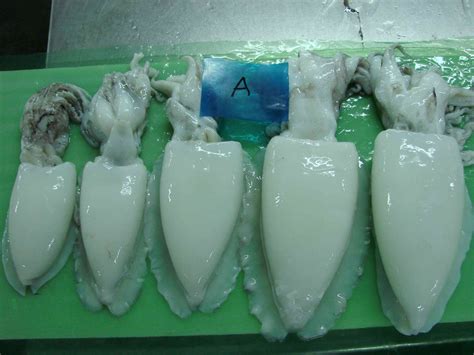CUTTLEFISH,Indonesia price supplier - 21food