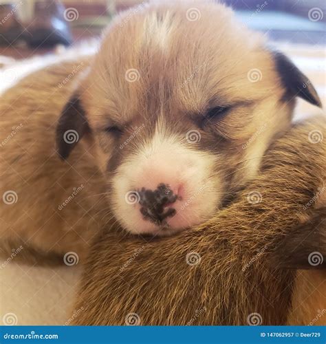 Cute Squished Laying Dog Face Royalty-Free Stock Image | CartoonDealer