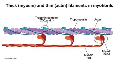 cardiomyocytes cardiac muscle cells structure function cell