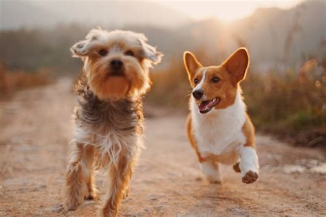 Dog Barking at Other Dogs on Walks? Stop Fast in 5 Steps!
