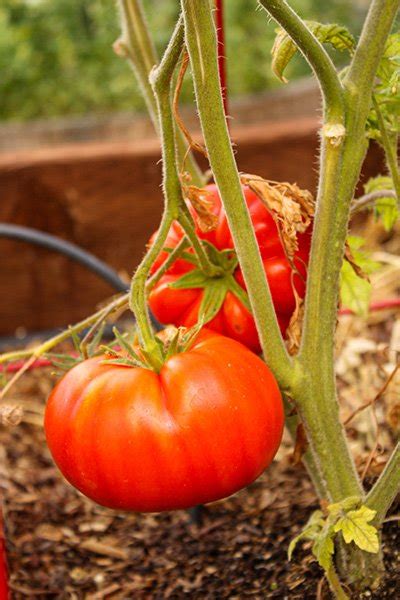 From Seed To Plate: Growing Juicy Beefsteak Tomato Plant Guide - The Homey Space