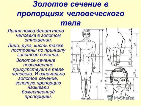 Презентация на тему: "Золотое сечение – особое, совершенное отношение ...