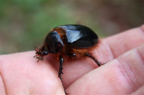 rain beetle jack elliotts santa barbara adventure