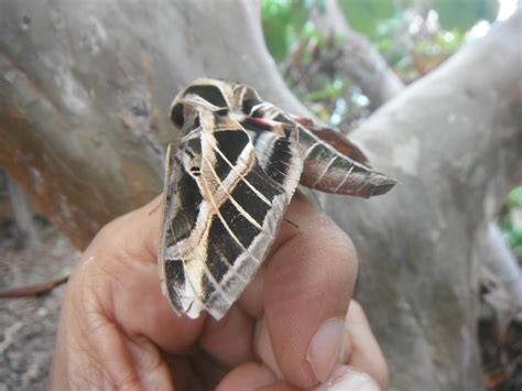 Vine sphinx moth - Polilla esfinge de la vid. — Hive