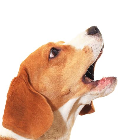 What Do Beagles Die From
