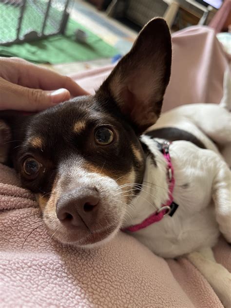 My dog just snapped at me? : r/doggrooming