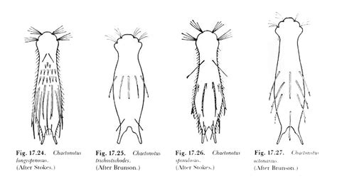 Photographing Gastrotrichs - The Canadian Nature Photographer