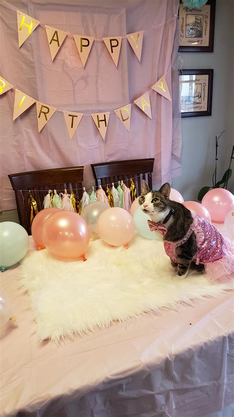 My wife's cat turned 15 today. We threw her a party : r/aww