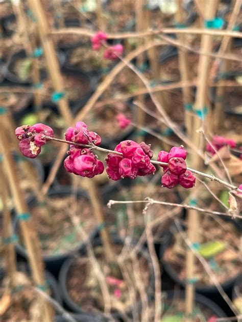 Coralberry, Symphoricarpos orbiculatus – Flower Moon Nursery