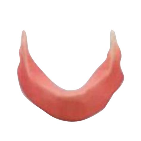 wholesale mandibular jaw model  silicone  incision  suture